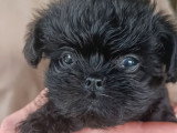 Chiots d'apparence Affenpinscher à vendre