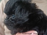 Chiots d'apparence Affenpinscher à vendre