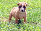 Superbe chiots Amstaff disponibles début mai 2026