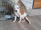 Superbe chiots Amstaff disponibles début mai 2026