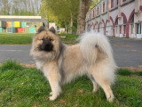 Mâle Eurasier inscrit au LOF pour saillie