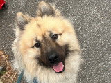 Mâle Eurasier inscrit au LOF pour saillie