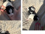 1 chiot mâleJack Russell à vendre