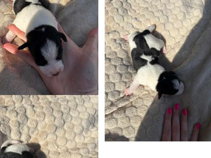 1 chiot mâleJack Russell à vendre