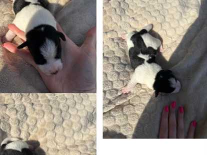 1 chiot mâleJack Russell à vendre