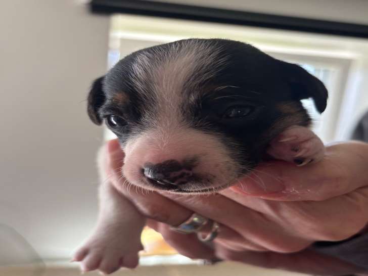 1 chiot mâleJack Russell à vendre