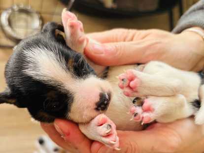 1 chiot mâleJack Russell à vendre