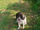 Chiots Épagneul Français à vendre (4 femelles & 1 mâle)