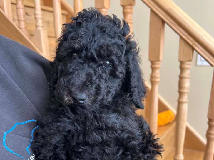 Chiots Caniche Royal à vendre