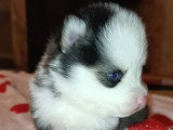 Magnifiques chiots Pomsky  à vendre