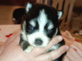 Magnifiques chiots Pomsky  à vendre