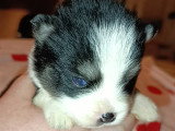 Magnifiques chiots Pomsky  à vendre