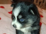 Magnifiques chiots Pomsky  à vendre