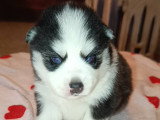 Magnifiques chiots Pomsky  à vendre