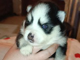 Magnifiques chiots Pomsky  à vendre