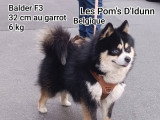 Chiots Pomsky - lignée internationale (grand-père Dzhey)