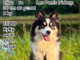 Chiots Pomsky - lignée internationale (grand-père Dzhey)