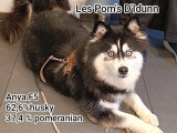 Chiots Pomsky - lignée internationale (grand-père Dzhey)
