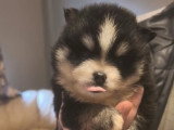 Chiots Pomsky - lignée internationale (grand-père Dzhey)
