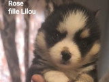 Chiots Pomsky - lignée internationale (grand-père Dzhey)