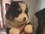Chiots Pomsky - lignée internationale (grand-père Dzhey)