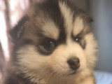 Chiots Pomsky - lignée internationale (grand-père Dzhey)