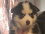 Chiots Pomsky - lignée internationale (grand-père Dzhey)