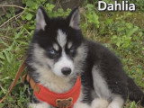 Chiots Pomsky - lignée internationale (grand-père Dzhey)