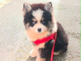 Chiots Pomsky - lignée internationale (grand-père Dzhey)