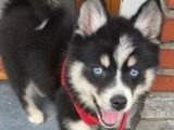 Chiots Pomsky - lignée internationale (grand-père Dzhey)