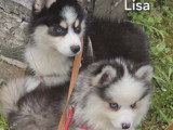 Chiots Pomsky - lignée internationale (grand-père Dzhey)