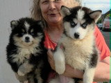 Chiots Pomsky - lignée internationale (grand-père Dzhey)