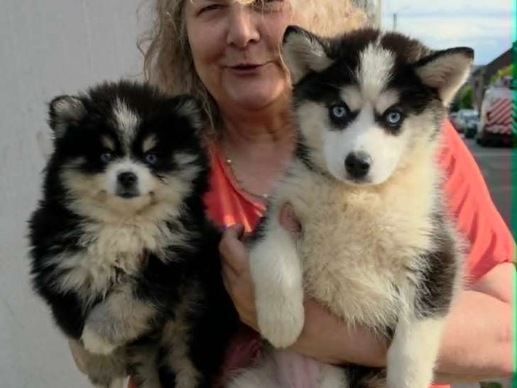 Chiots Pomsky - lignée internationale (grand-père Dzhey)