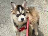 Chiots Pomsky - lignée internationale (grand-père Dzhey)