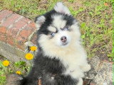 Chiots Pomsky - lignée internationale (grand-père Dzhey)
