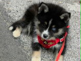 Chiots Pomsky - lignée internationale (grand-père Dzhey)