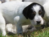 Chiots Setters Anglais LOF à vendre