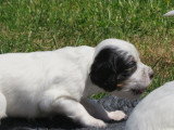 Chiots Setters Anglais LOF à vendre