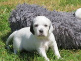 Chiots Setters Anglais LOF à vendre