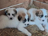 Chiot mâle Montagne des Pyrénées non LOF de février 2026 à vendre