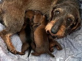 3 chiots Teckels nains poil dur LOF d'avril 2026 à réserver