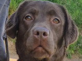 Chienne Retriever du Labrador marron LOF à vendre