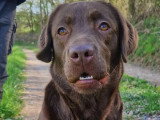 Chienne Retriever du Labrador marron LOF à vendre