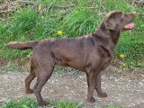 Chienne Retriever du Labrador marron LOF à vendre