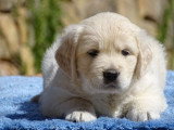 Magnifiques chiots Golden Retriever LOF à vendre
