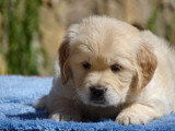 Magnifiques chiots Golden Retriever LOF à vendre