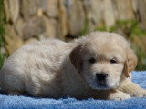 Magnifiques chiots Golden Retriever LOF à vendre