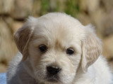 Magnifiques chiots Golden Retriever LOF à vendre