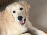 Golden Retriever mâle de 22 semaines à vendre