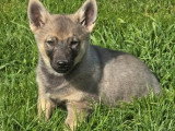 4 chiots Spitz des Visigoths LOF nés en janvier 2026 à vendre